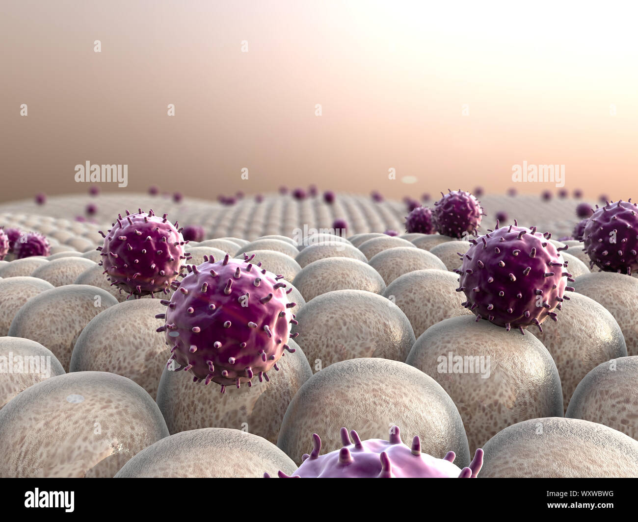 Campo di cellule, virus attaccano le cellule, azione del sistema immunitario umano Foto Stock