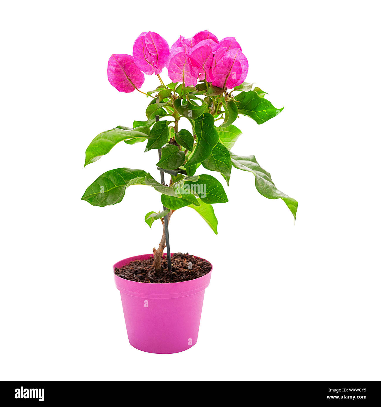 Fioritura bougainvillea pianta in un vaso rosa isolato Foto Stock