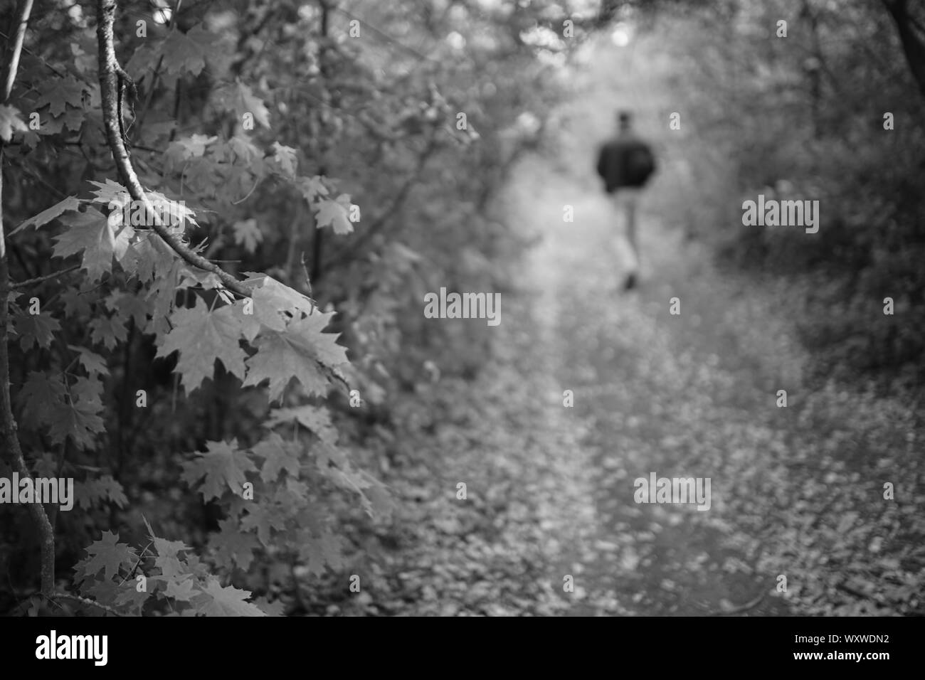 Autunno foresta con road, un uomo a piedi, bw foto Foto Stock