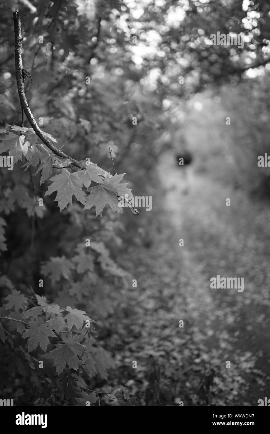 Passeggiata nella foresta di autunno, bw foto. Foto Stock
