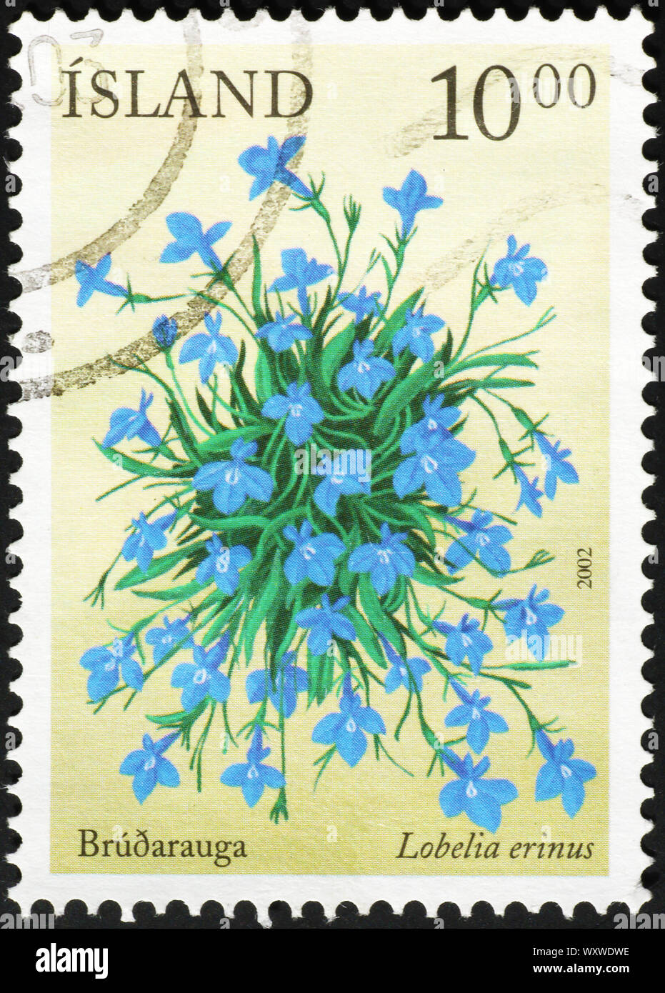 Piccoli fiori blu sull'islandese francobollo Foto Stock