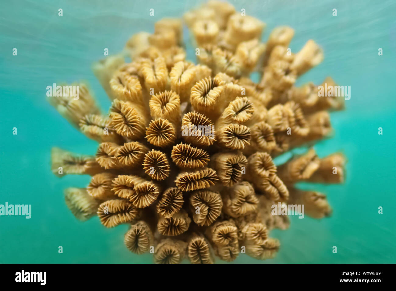 Orange coral, vita marina, closeup underwater Foto Stock