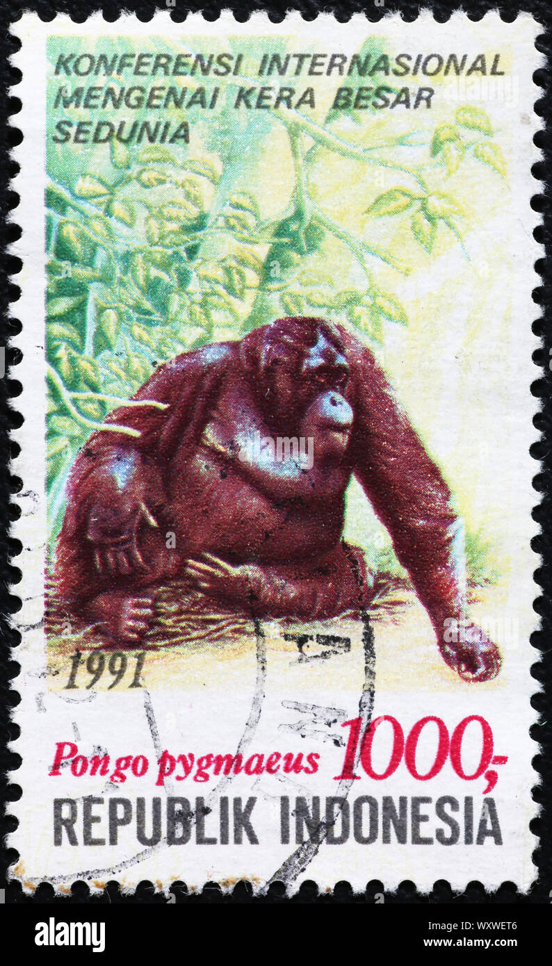 Orangutan indonesiano sul francobollo Foto Stock