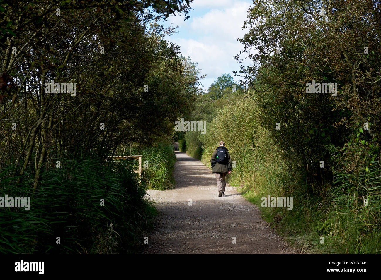 Leighton Moss, RSPB riserva naturale, Lancashire, Inghilterra, Regno Unito Foto Stock