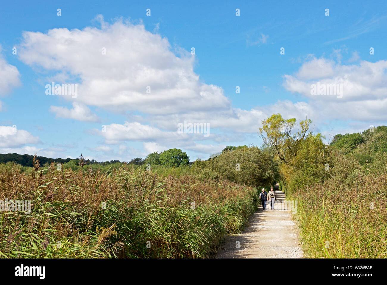 Leighton Moss, RSPB riserva naturale, Lancashire, Inghilterra, Regno Unito Foto Stock