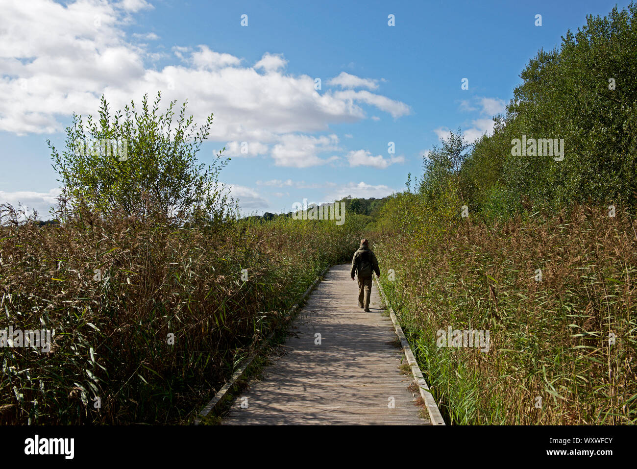 Leighton Moss, RSPB riserva naturale, Lancashire, Inghilterra, Regno Unito Foto Stock