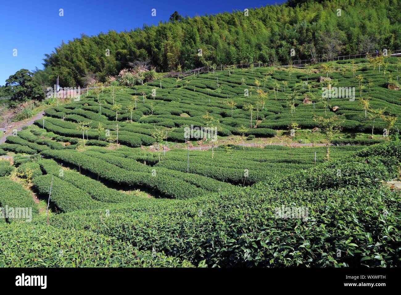 Fattoria di tè in Taiwan. Hillside piantagioni di tè in Shizhuo, Alishan montagne. Foresta di Bamboo in background. Foto Stock