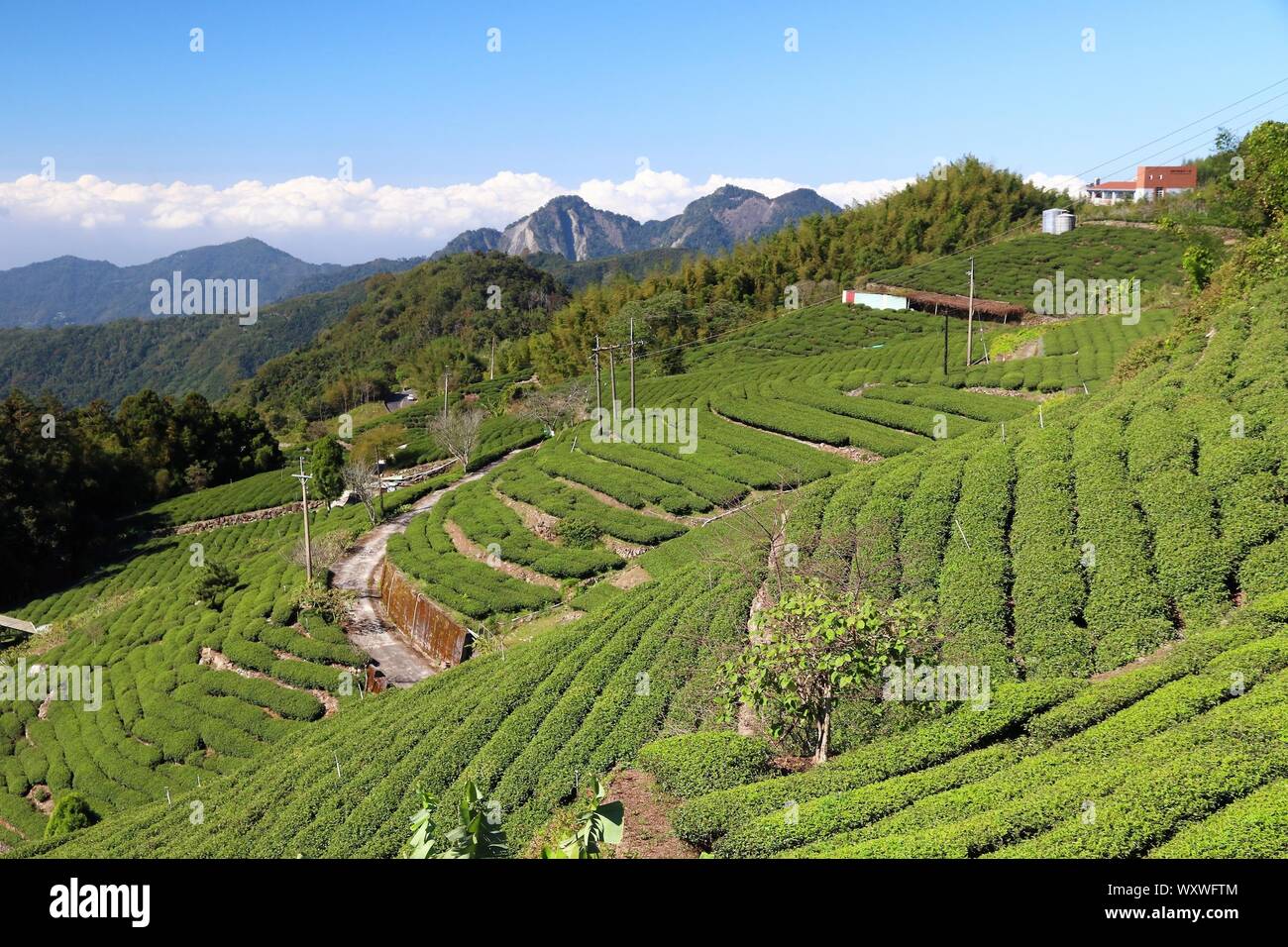 Fattoria di tè in Taiwan. Hillside piantagioni di tè in Shizhuo, Alishan montagne. Foto Stock
