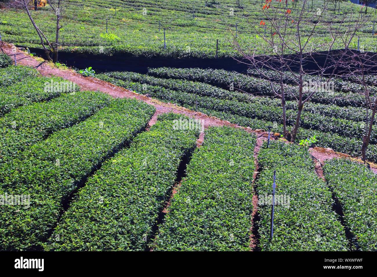 Fattoria di tè in Taiwan. Hillside la piantagione di tè in Shizhuo, Alishan montagne. Foto Stock