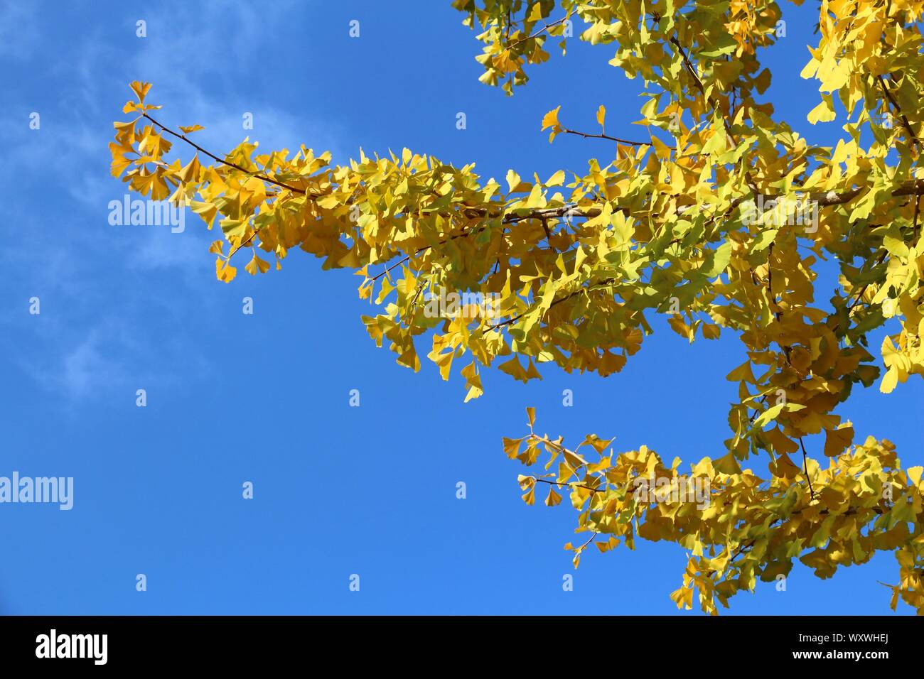 Il Ginkgo tree giallo Foglie di autunno. Il fogliame di autunno di Osaka in Giappone. Foto Stock