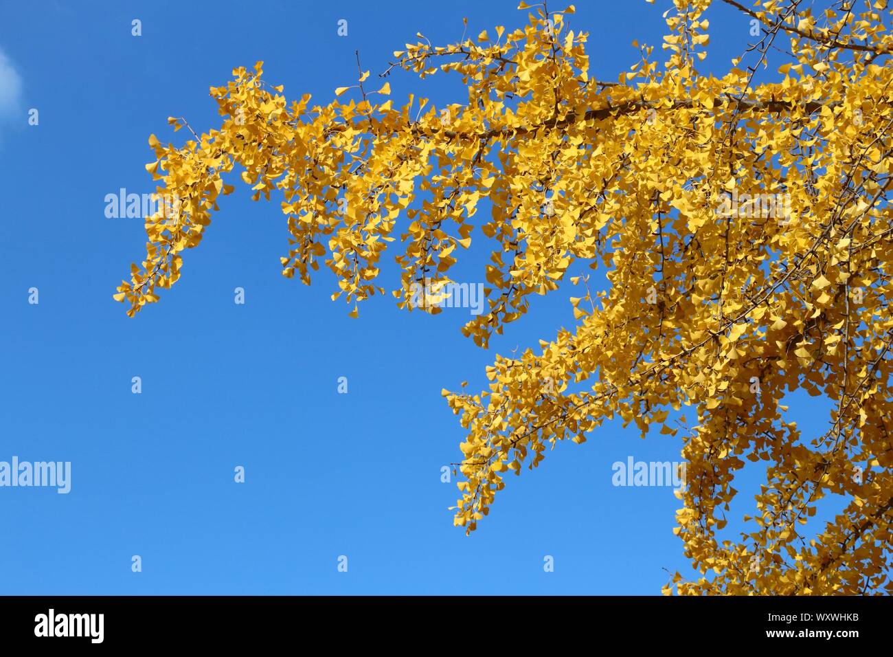 Il Ginkgo tree giallo Foglie di autunno. Il fogliame di autunno di Osaka in Giappone. Foto Stock