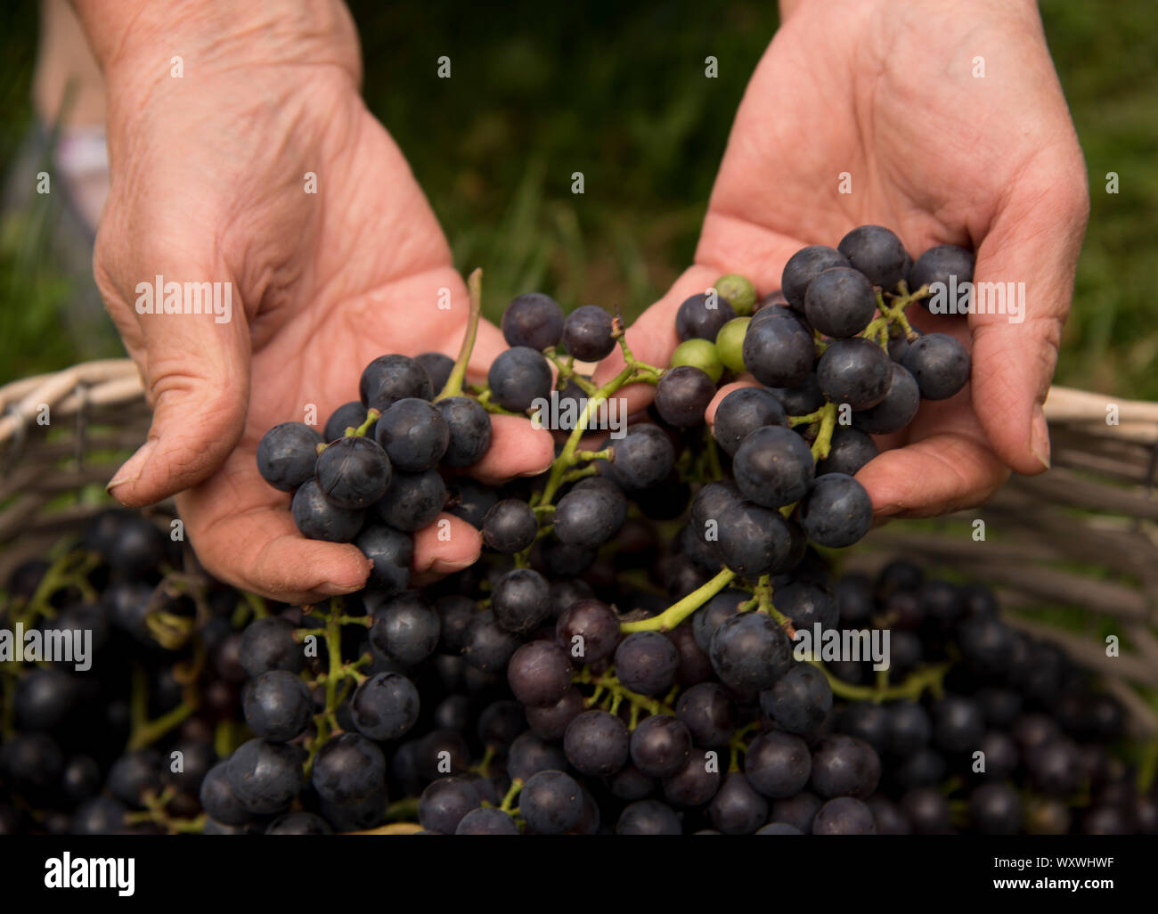 Oberati di lavoro delle mani di una donna anziana, tirando fuori del cestello uve mature. Foto Stock