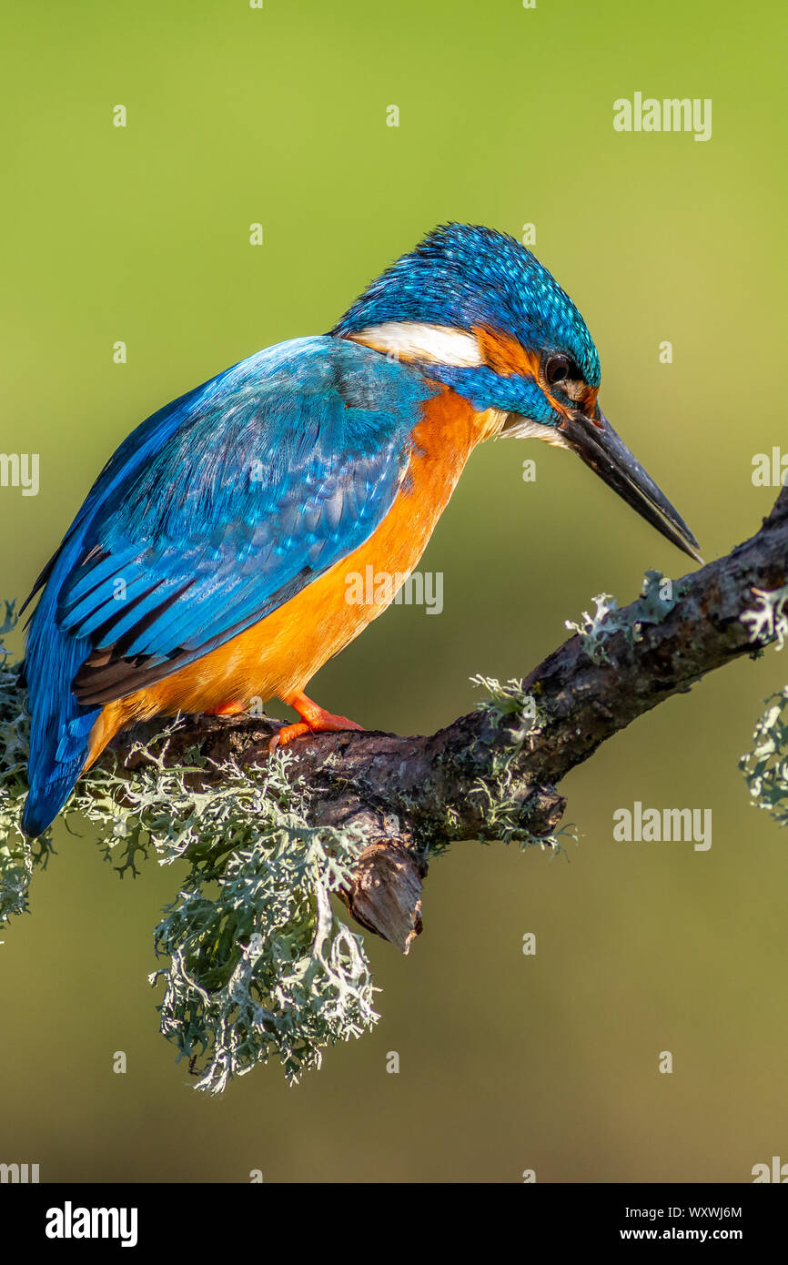 Kingfisher (Alcedo atthis) appollaiato su un ramo Foto Stock