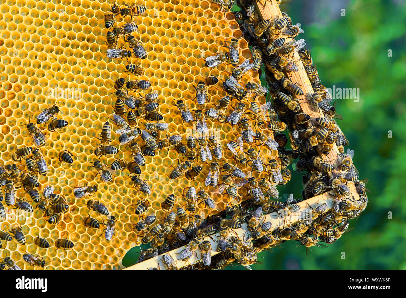 Vista ravvicinata della Api di lavoro sul nido con il dolce miele. Il miele è l'apicoltura produrre sano. Foto Stock