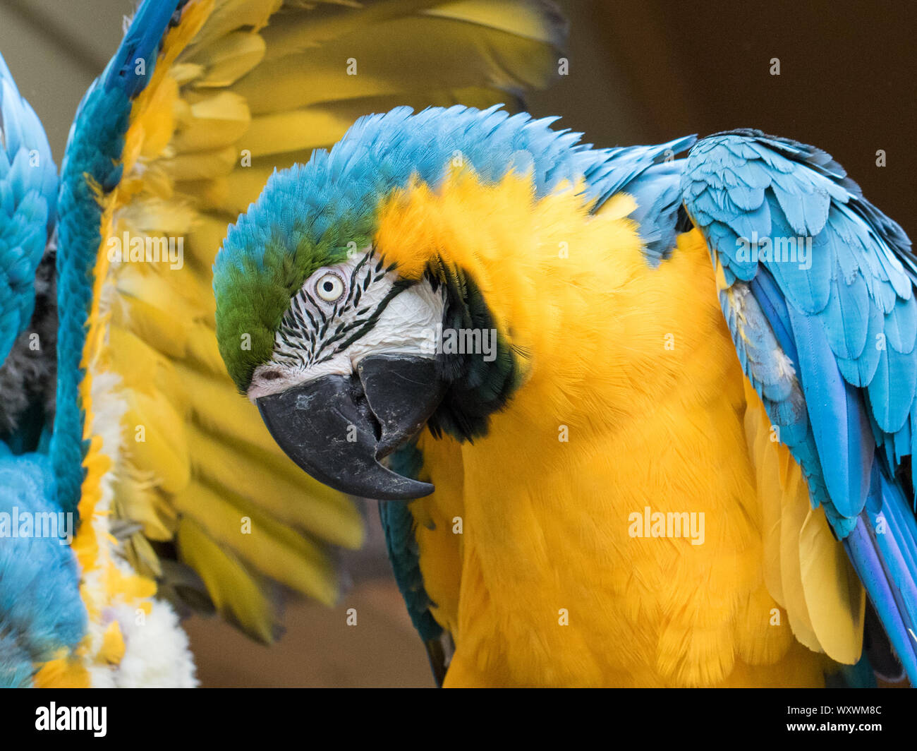 Blu-giallo pappagalli ara ararauna. Foto Stock