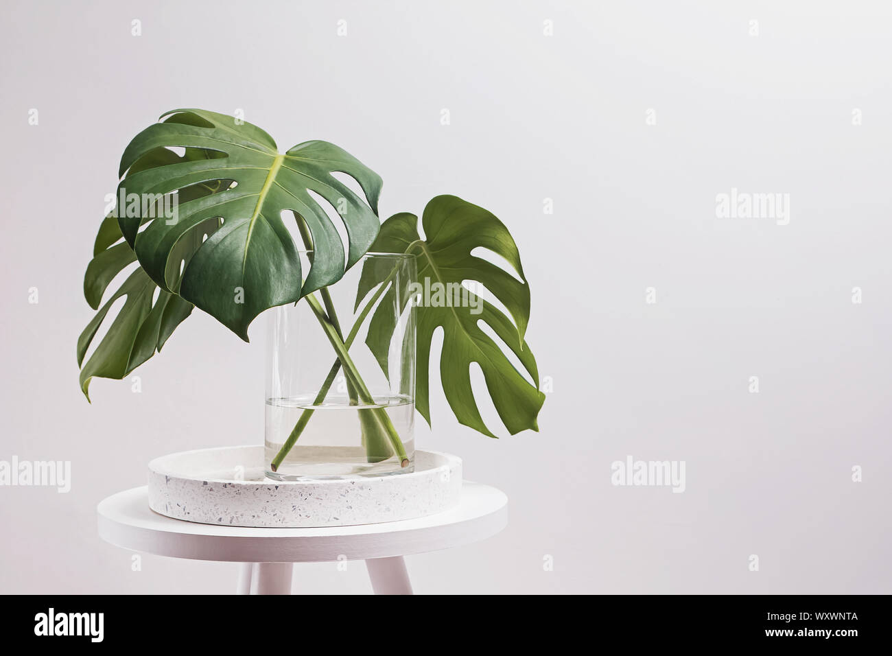 Foglie di monstera in un vaso di vetro sopra la parete bianca. Casa minimalista decor. Foto Stock