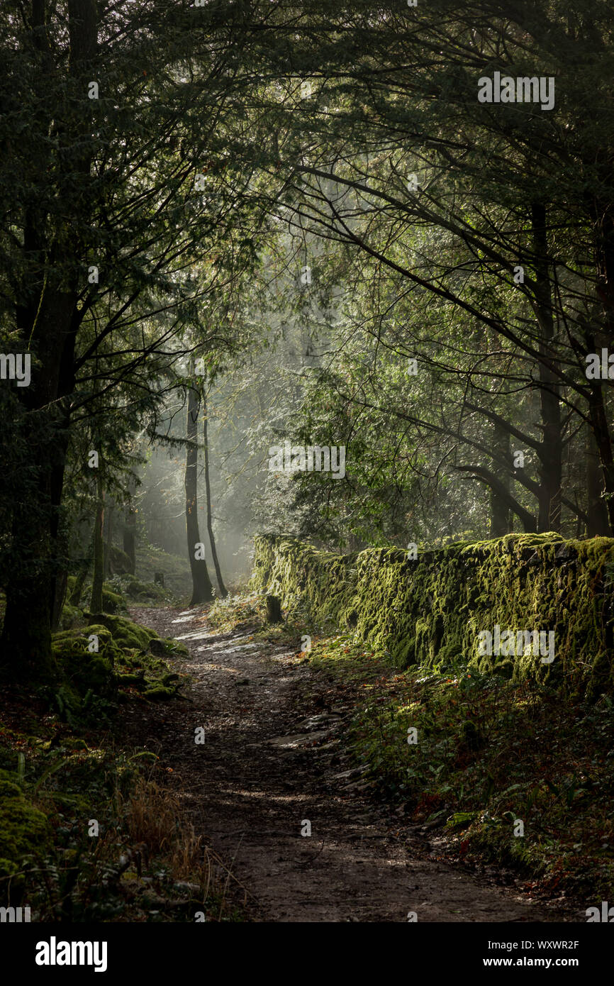 Forrest via, Silverdale Green Foto Stock