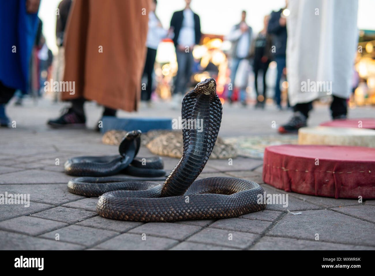 Cobra serpenti in Piazza Jamaa El Fna, il principale luogo di mercato Marrakesh, Marocco. Foto Stock
