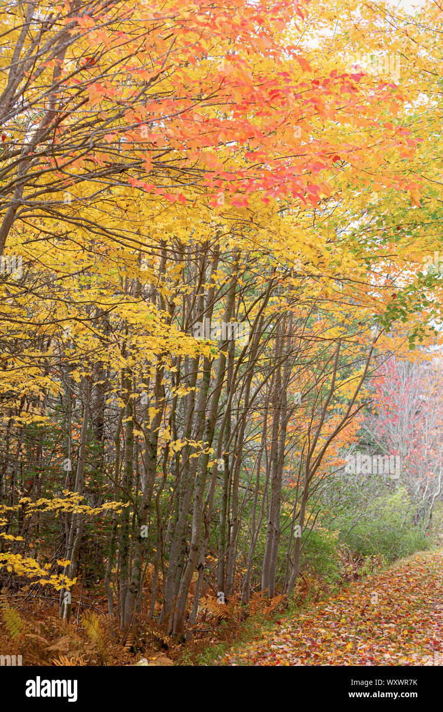 Confederazione trail running attraverso la caduta delle foglie delle zone rurali di Prince Edward Island, Canada. Foto Stock