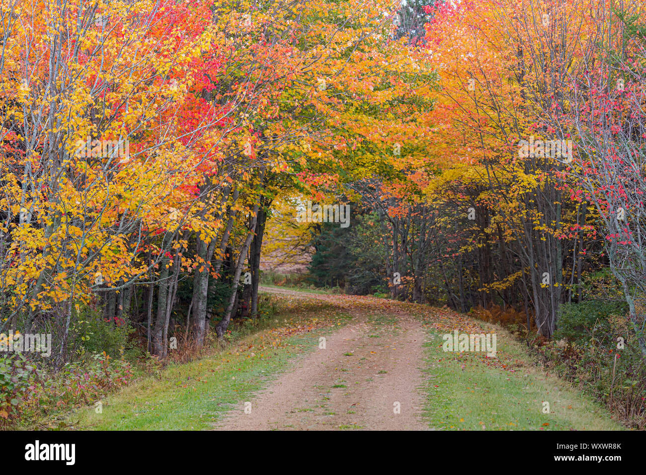 Confederazione trail running attraverso la caduta delle foglie delle zone rurali di Prince Edward Island, Canada. Foto Stock