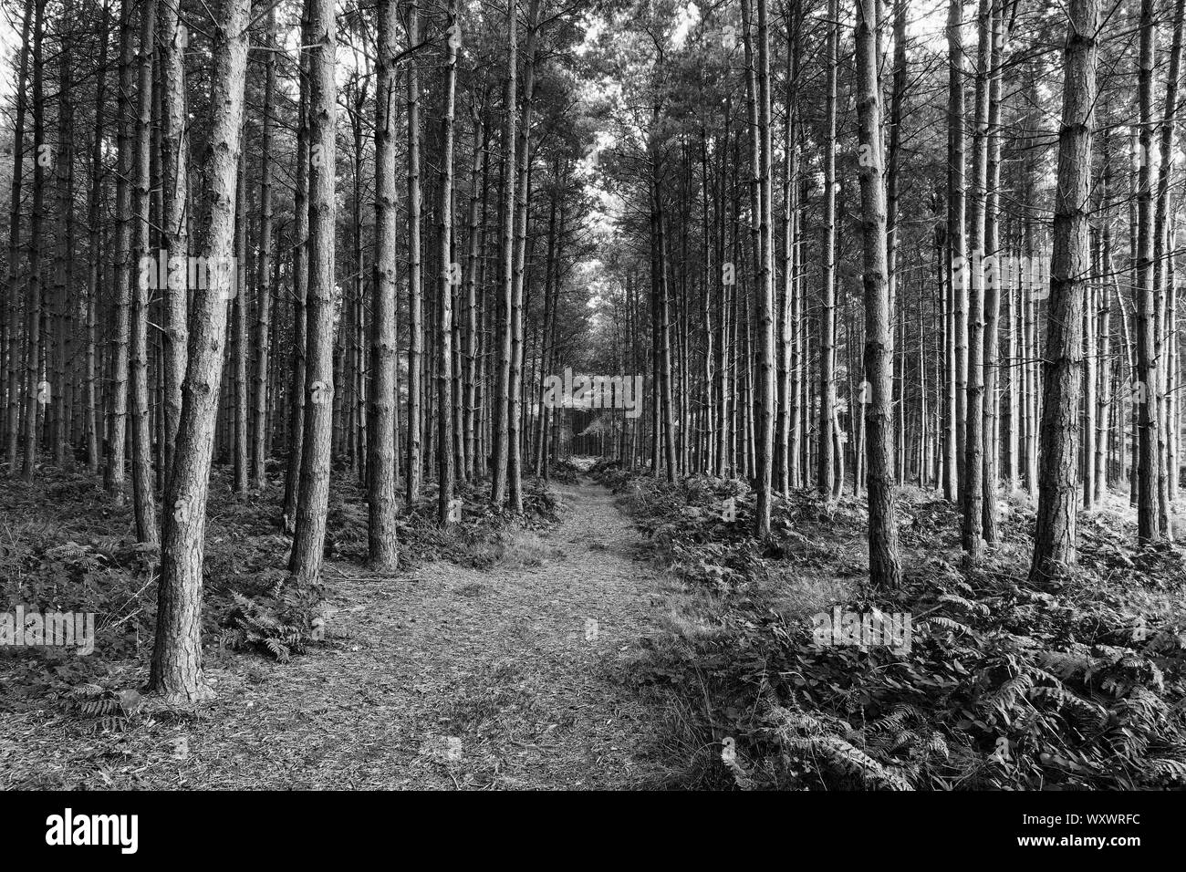 A Cannock Chase in Staffordshire una vasta, dritto il sentiero conduce attraverso una foresta scura di alti pini alberi - immagine in bianco e nero Foto Stock