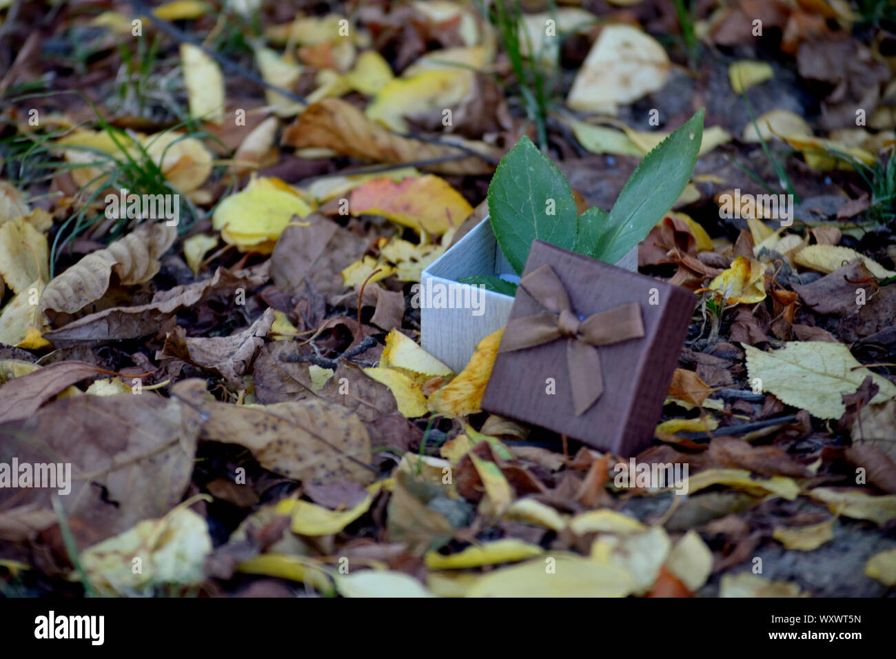 Le foglie fresche in una confezione regalo su un caduto le foglie in autunno Foto Stock