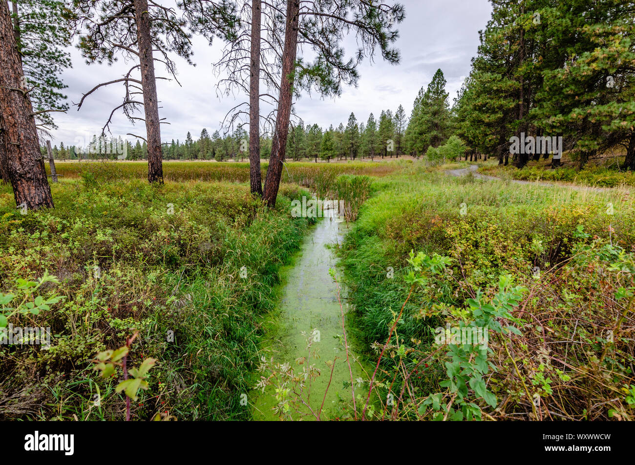 Creek a Beaver Pond Foto Stock