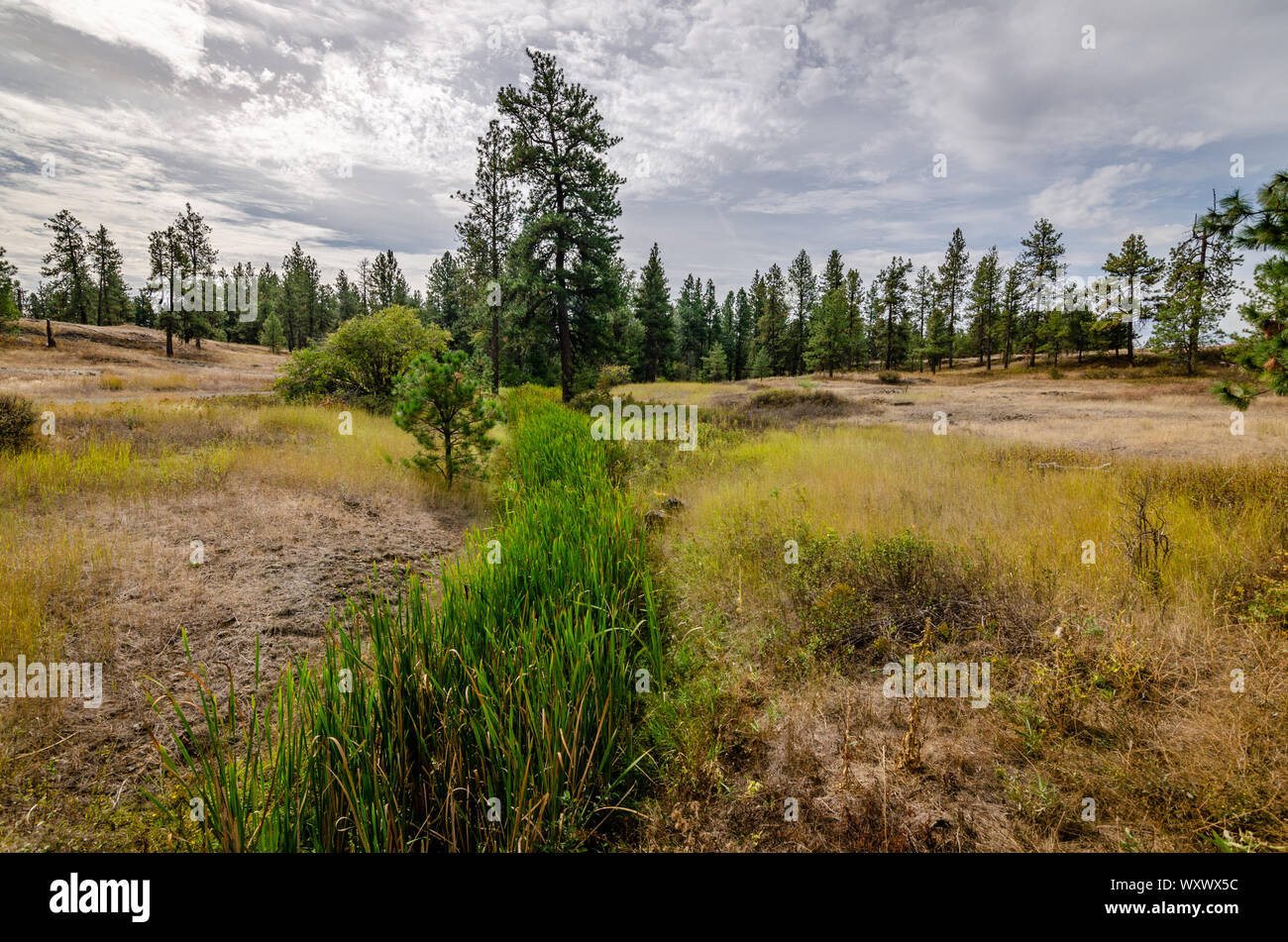 Cattails attraverso il Scabland Foto Stock