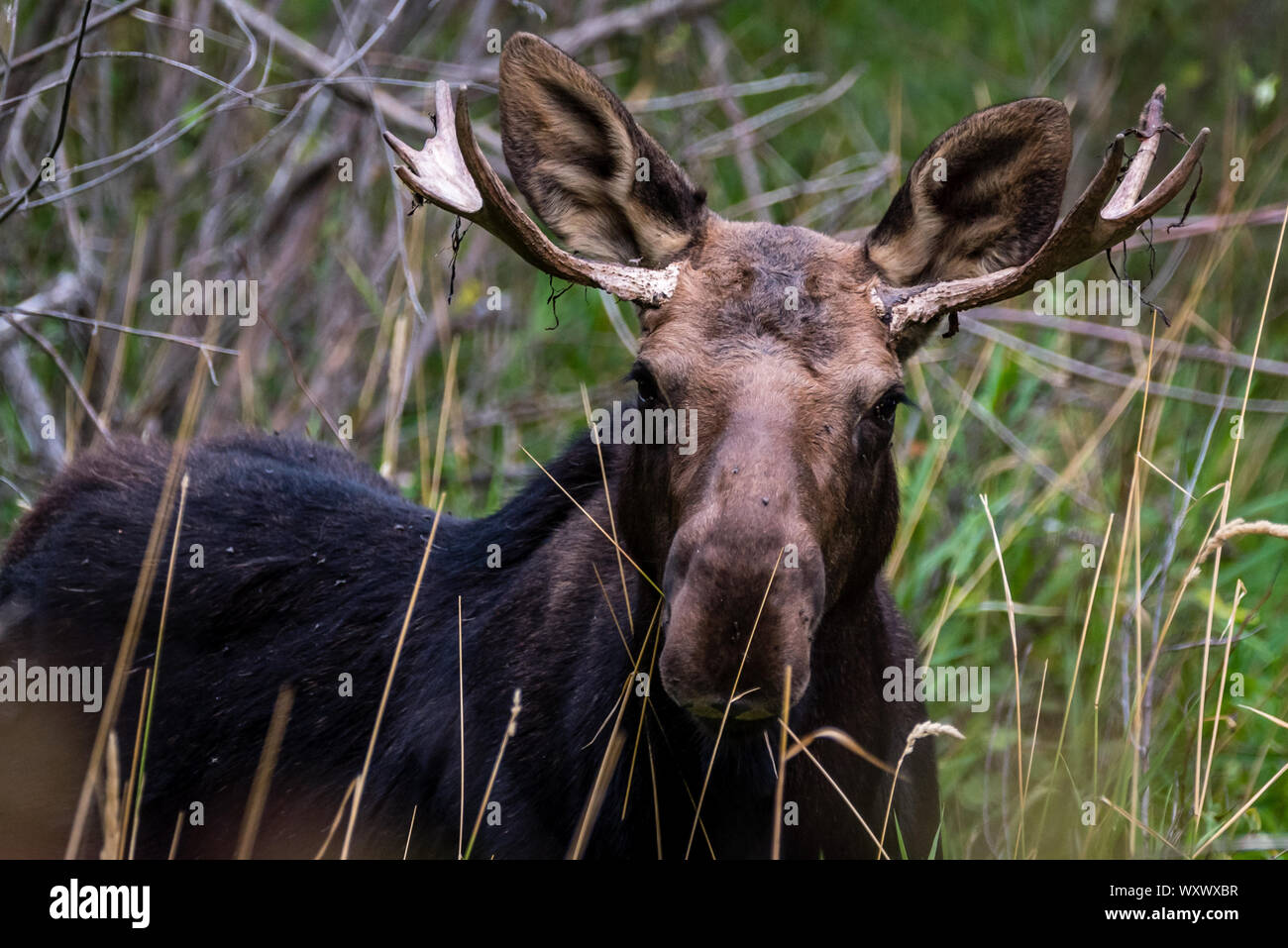 Toro giovane alce Foto Stock