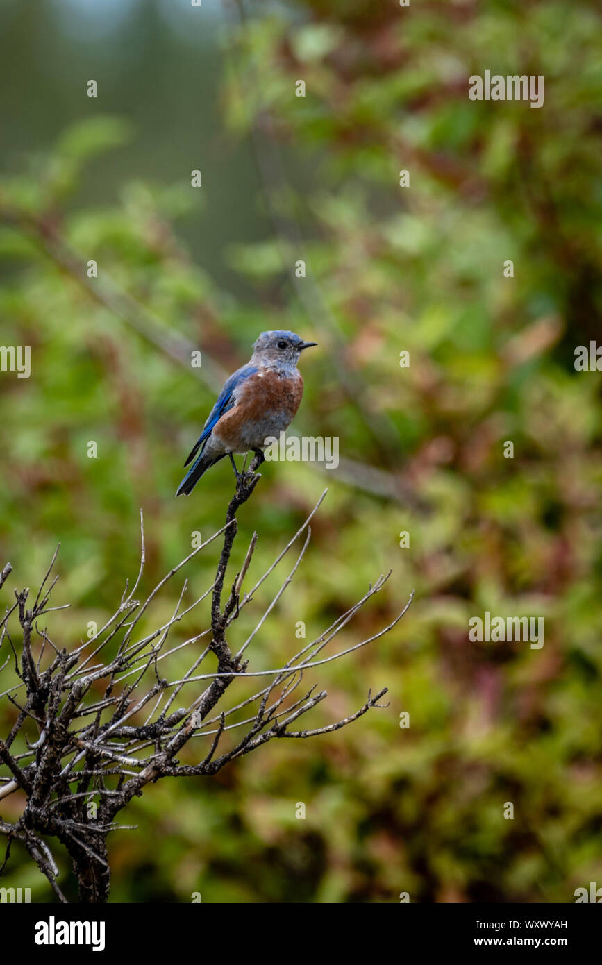 Western Bluebird Foto Stock