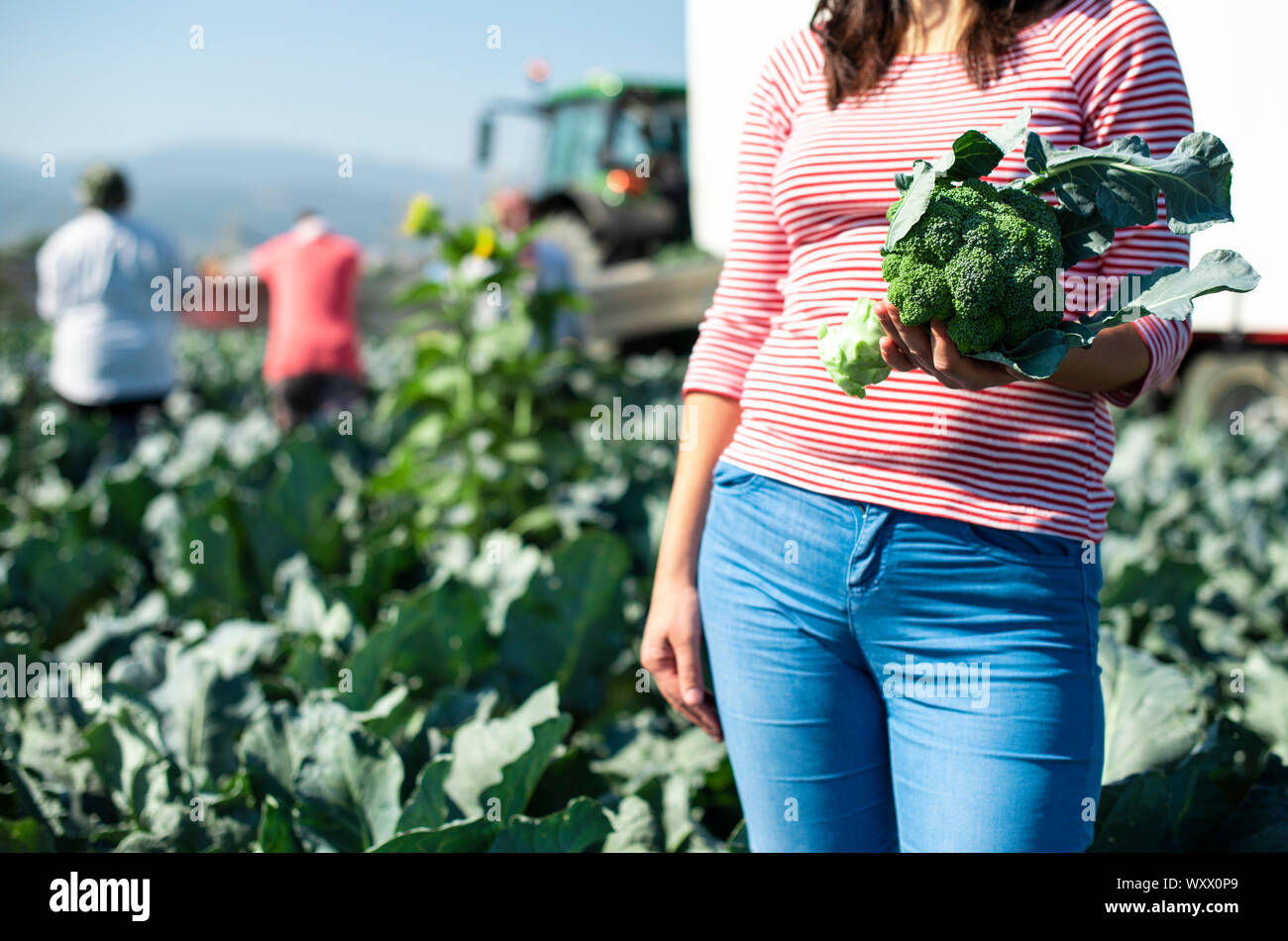 Lavoratore mostra broccoli su Plantation. Il prelievo di broccoli. Il trattore e la piattaforma automatizzata di broccoli grande giardino. Giornata di sole. Donna tenere testa di broccoli. Foto Stock