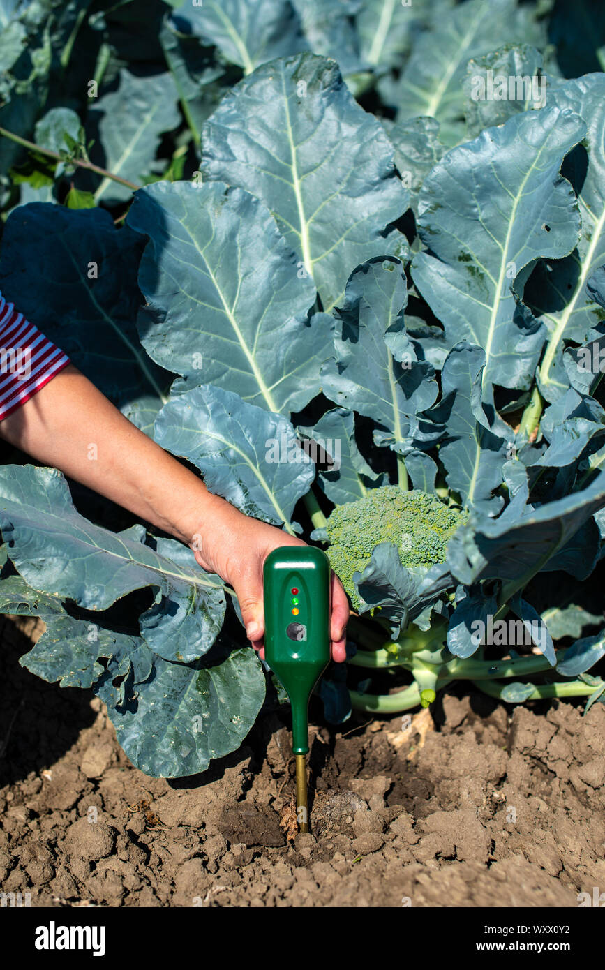 Agronom misurare suolo nella piantagione di broccoli. Close up testa di broccoli in giardino. Crescita industriale e misurare il terreno. Giornata di sole. Donna tenere suolo misurare Foto Stock