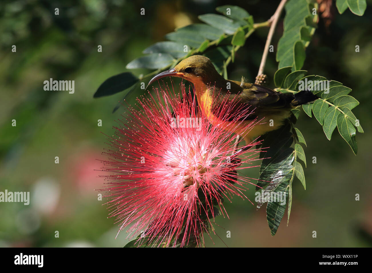 Oliva-backed sunbird (Cinnyris jugularis) della foresta pluviale di Daintree, Queensland, Australia Foto Stock