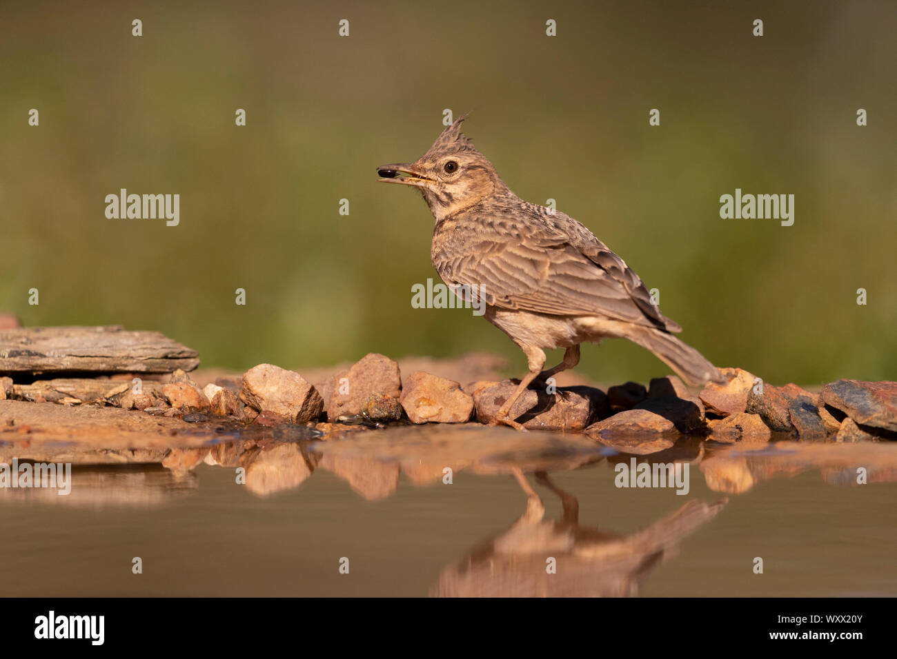 Crested lark (Galerida cristata) mangiare una preda, Spagna Foto Stock