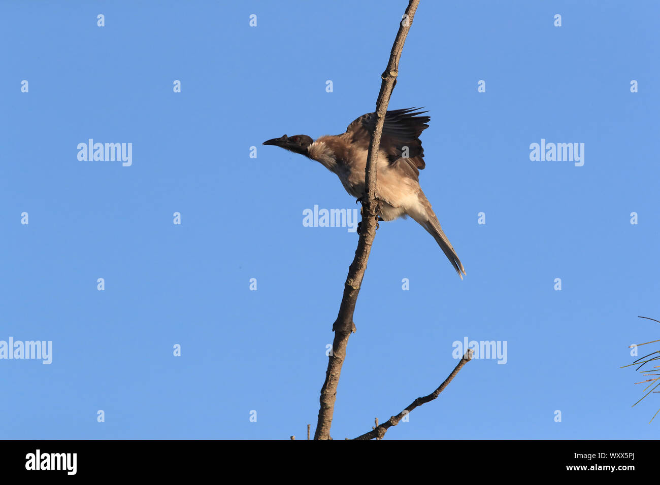 Frate rumoroso bird ,Queensland, Australia Foto Stock