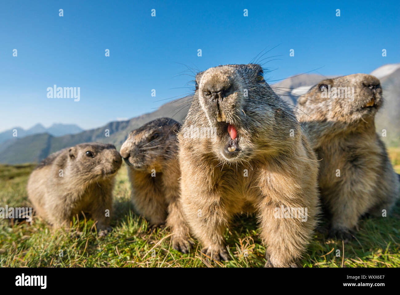 La marmotta alpina ( Marmota marmota), curiosi e close-up, grandangolari, Parco Nazionale Hohe Tauern, Austria Foto Stock