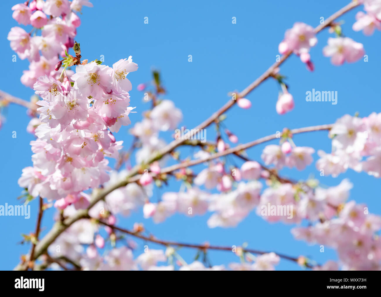 Fiore rosa di Prunus sargentii, Sargent della ciliegia o Nord giapponese cherry hill in primavera con cielo blu sullo sfondo Foto Stock