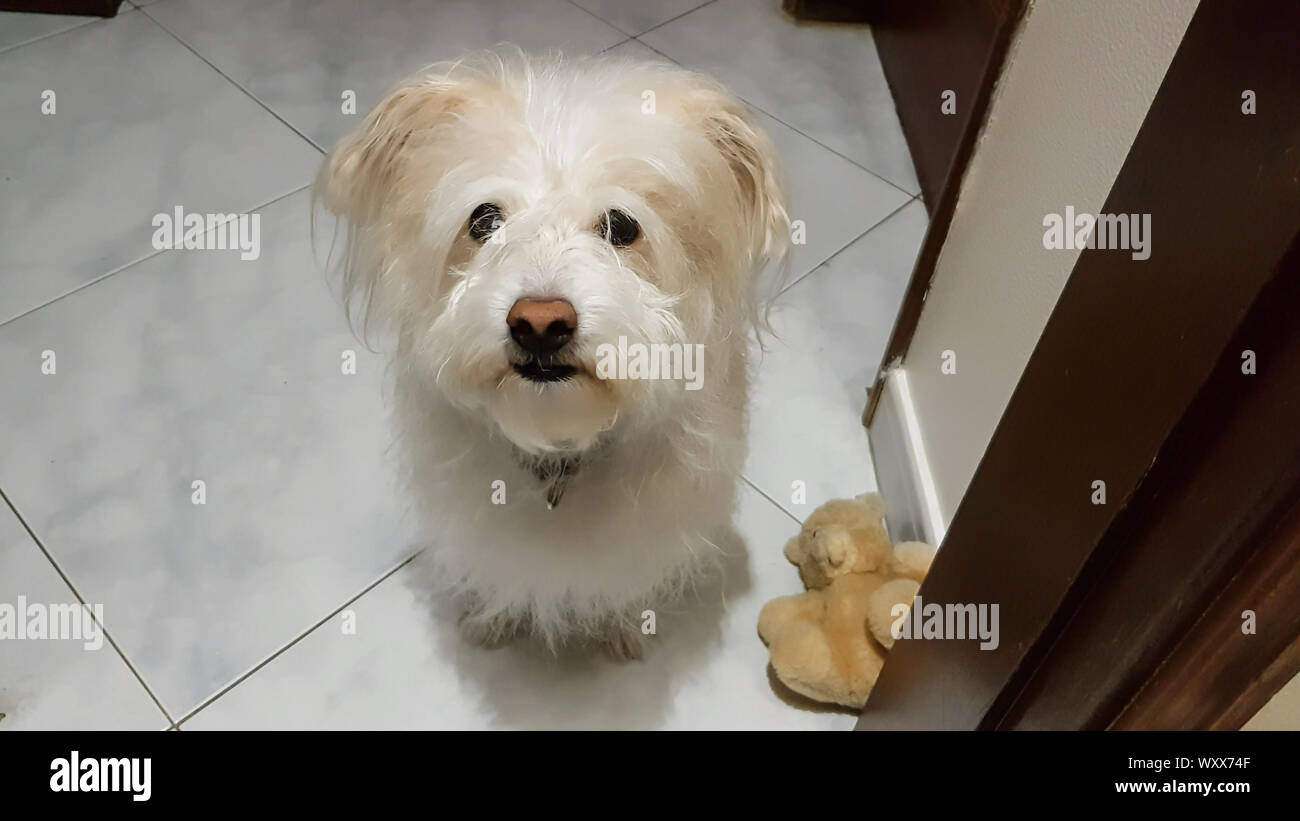 Simpatico cane bianco seduto sul pavimento guardare dritto verso la fotocamera con il Teddy bear accanto a lui Foto Stock