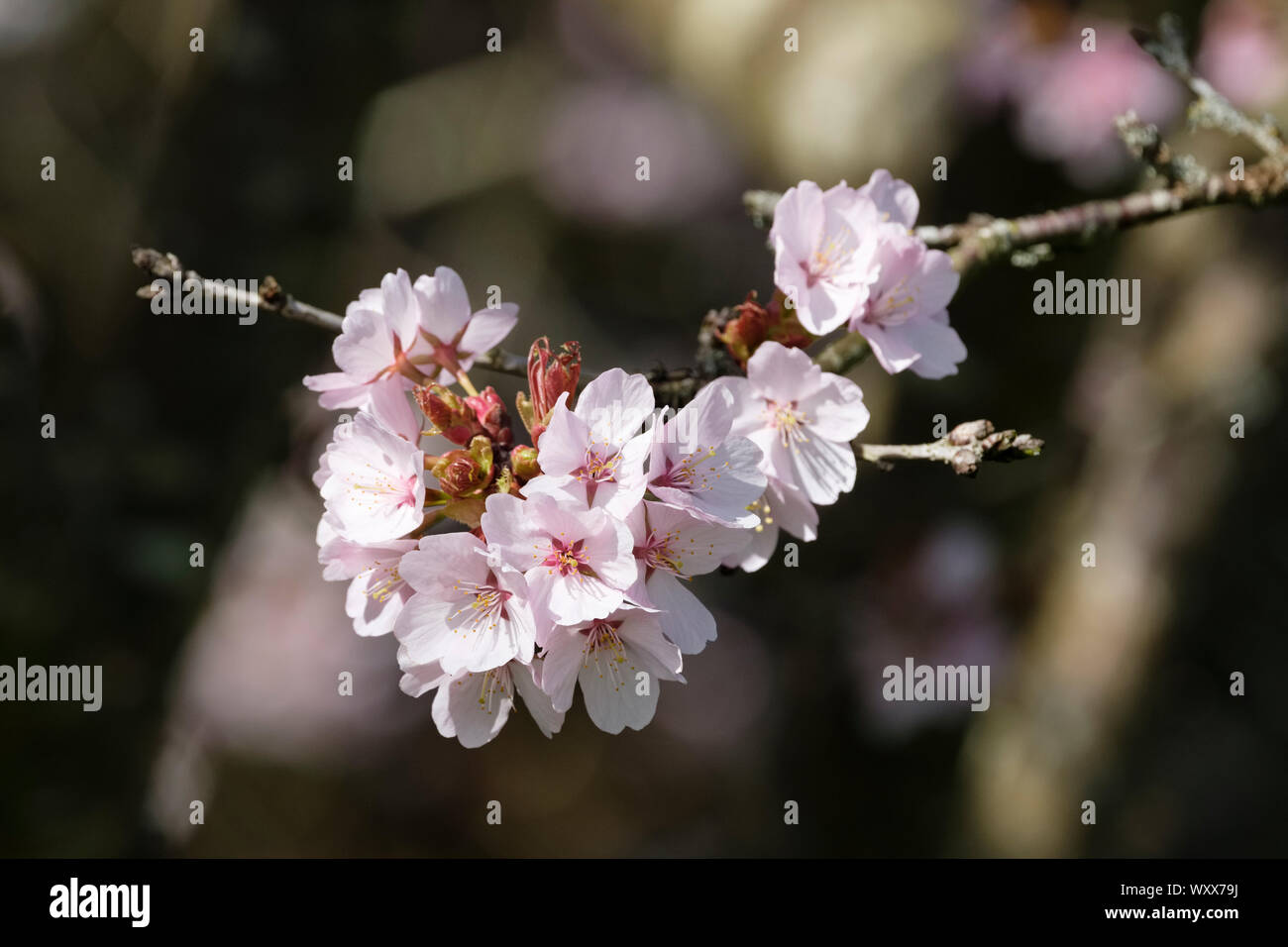 Close-up di rosa fiori di Prunus sargentii, Sargent della ciliegia o Nord giapponese cherry hill in primavera Foto Stock