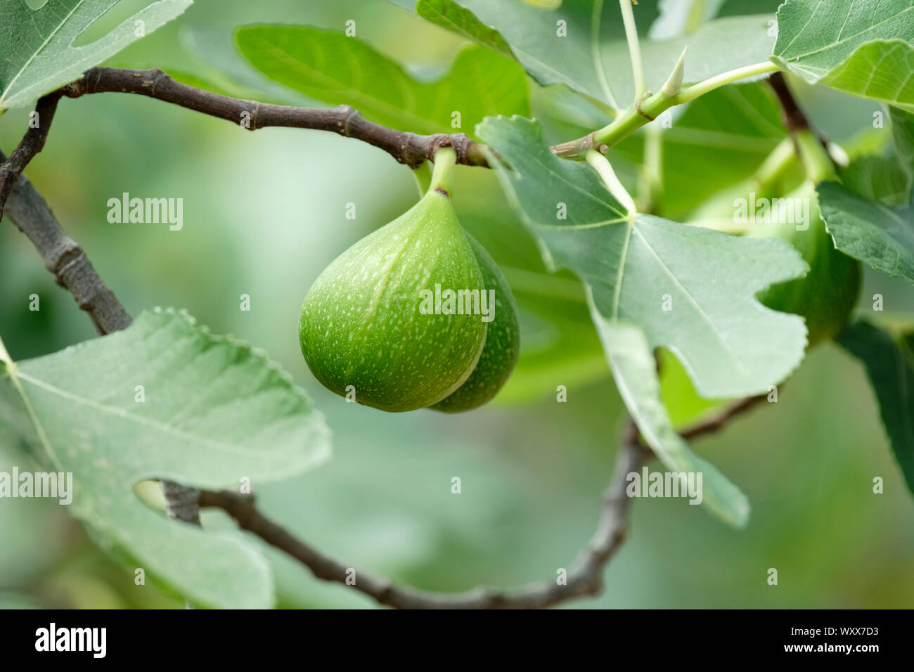 Close-up di Ficus carica 'Excel' frutta commestibile che cresce sull'albero, Ficus carica excel giallo Foto Stock