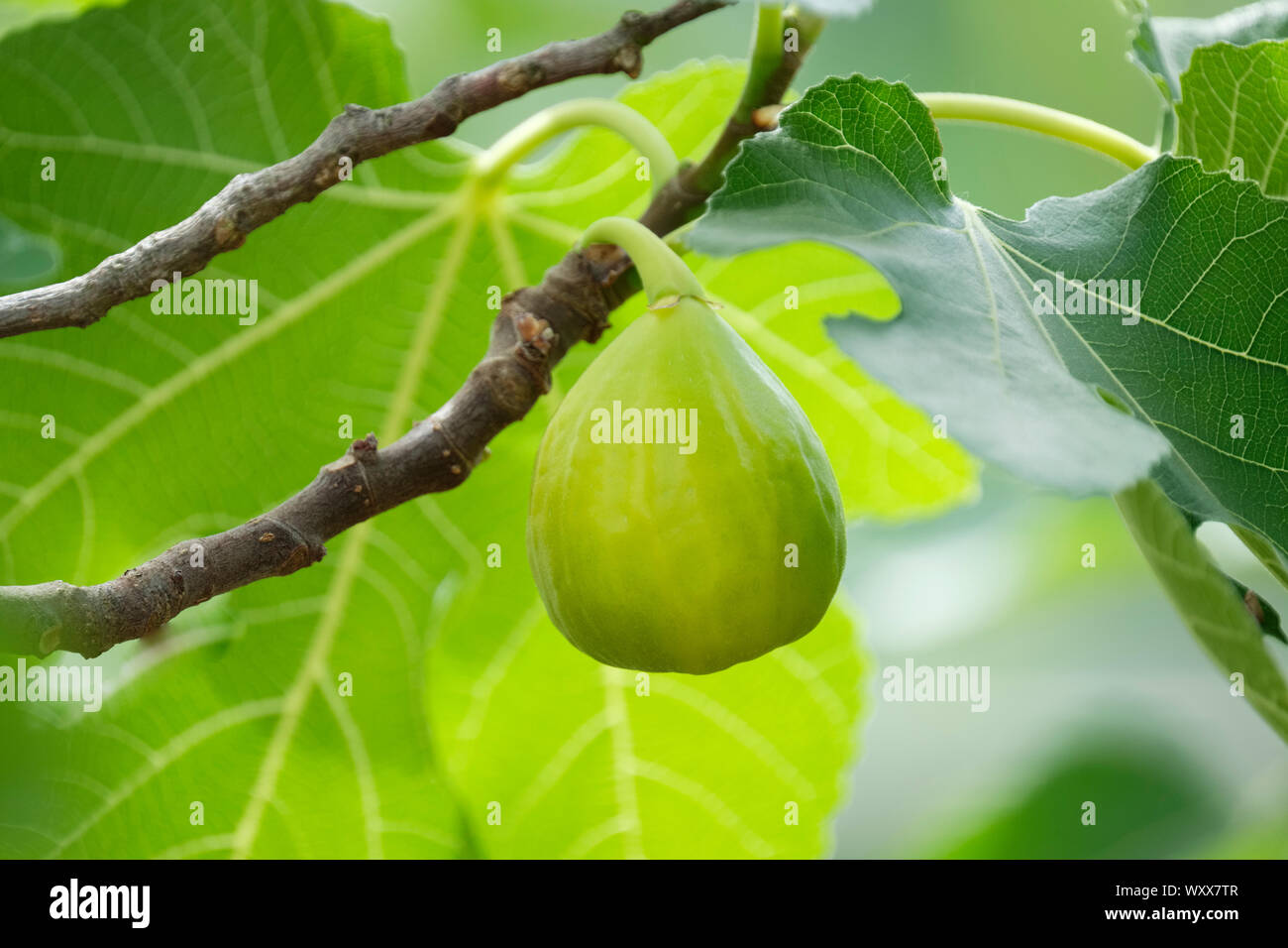 Close-up di Ficus carica 'Bianco' Marsiglia frutta commestibili, fig " bianco " di Marsiglia, Ficus carica "bianco" di Genova Foto Stock