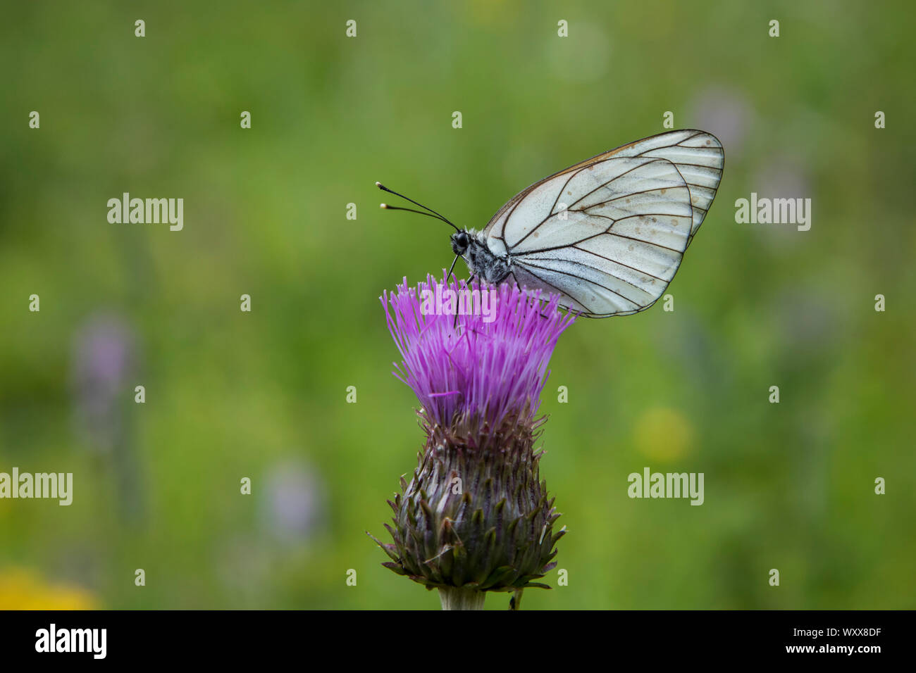 Baum-Weissling, Aporia crataegi, nero-bianco venato Foto Stock