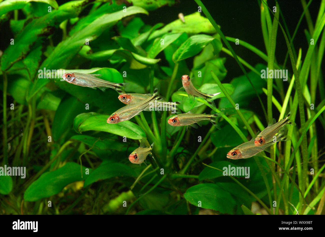 Ramino-naso tetra (Hemigrammus rhodostomus), gruppo in acquario Foto Stock