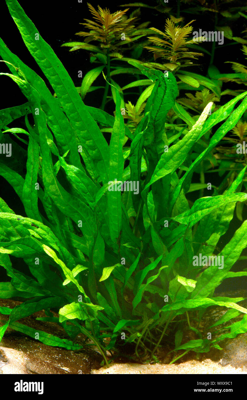 Java fern 'a foglie strette' (Microsorum pteropus) Foto Stock