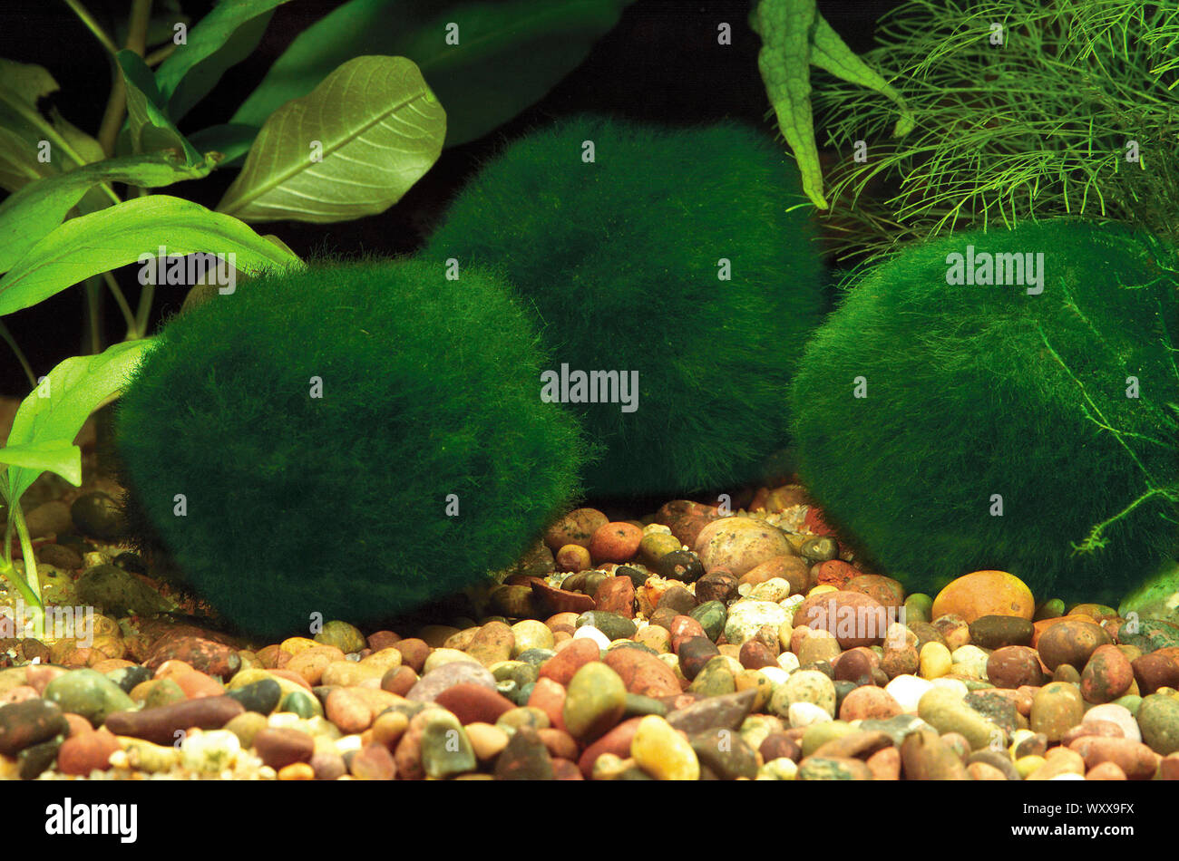 Moss sfere (Aegagropila linnaei = Cladophora aegagropila) Foto Stock