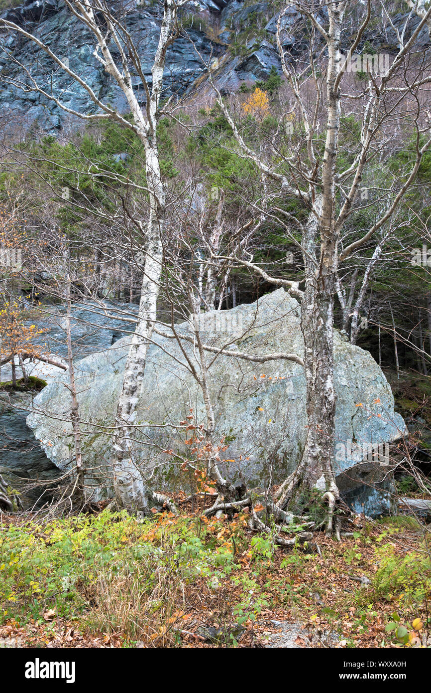 Effetto scultoreo di massi come sfondo di Aspen Tree radici e tronchi a Top Notch nel Vermont, New England, STATI UNITI D'AMERICA Foto Stock