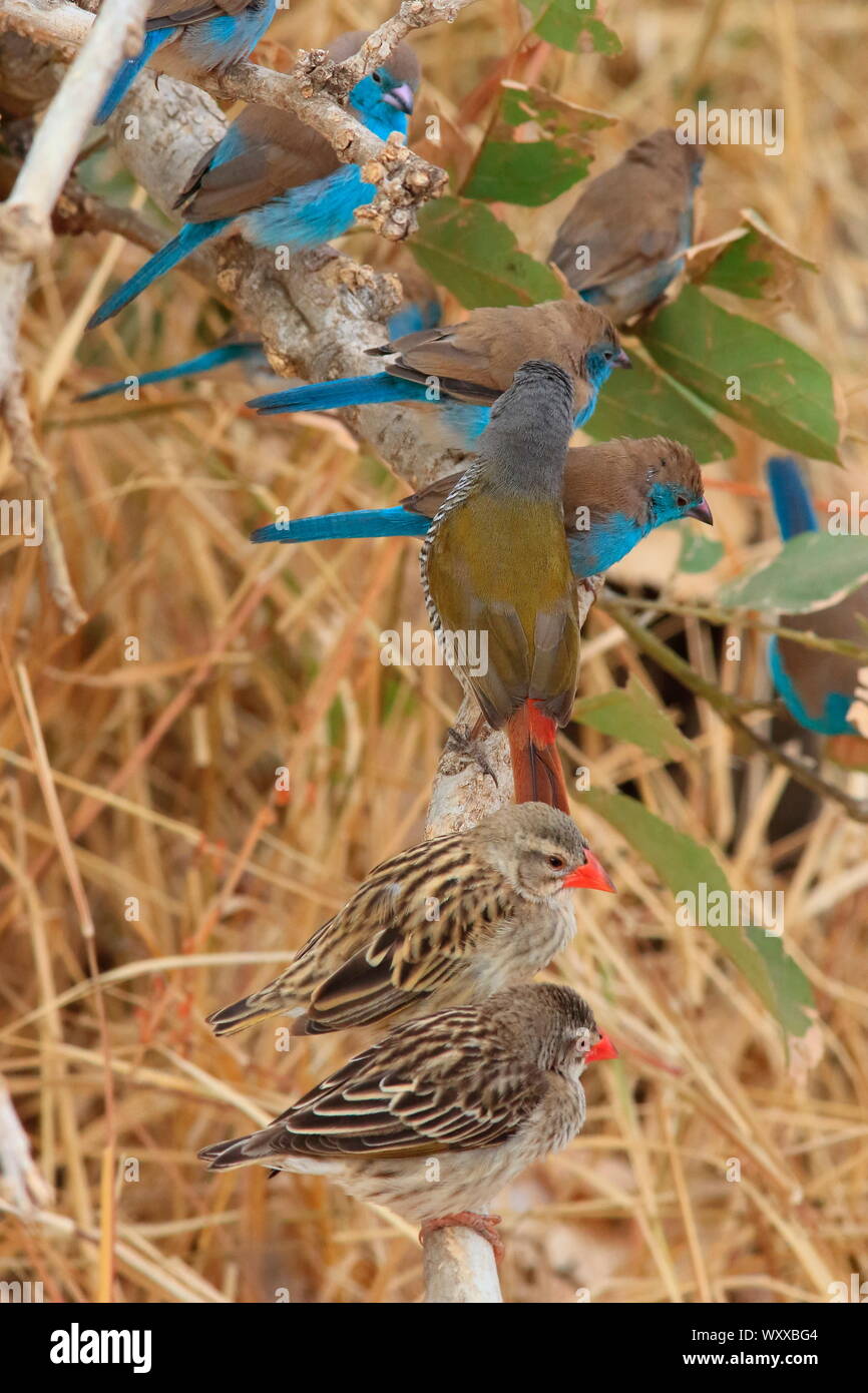 Rosso-fatturati Quelea (Quelea quelea) e blu (Waxbill Uraeginthus angolensis) su un ramo, il Parco Nazionale Kruger, Sud Africa Foto Stock
