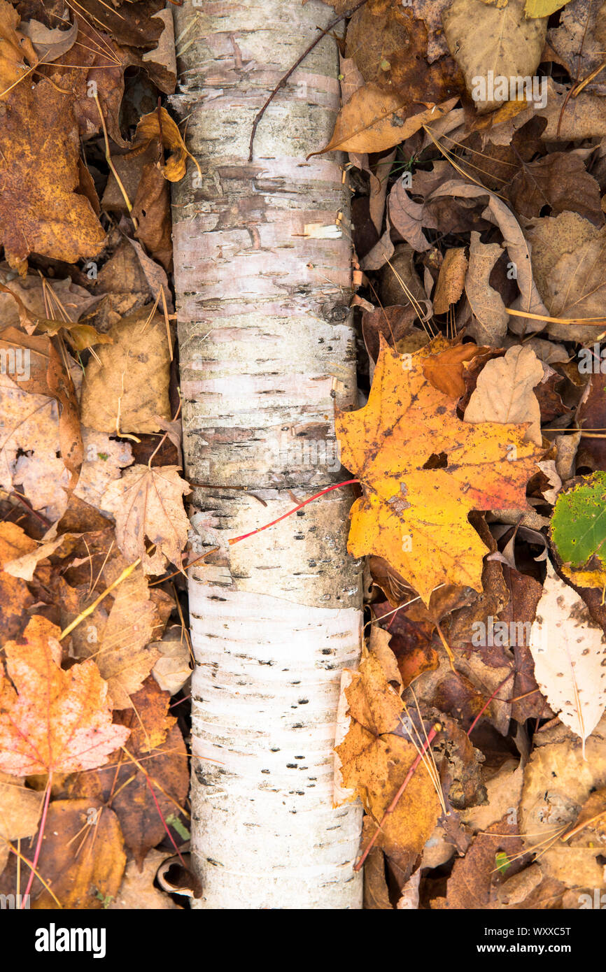 Caduto foglie di acero in autunno nel New England, STATI UNITI D'AMERICA Foto Stock