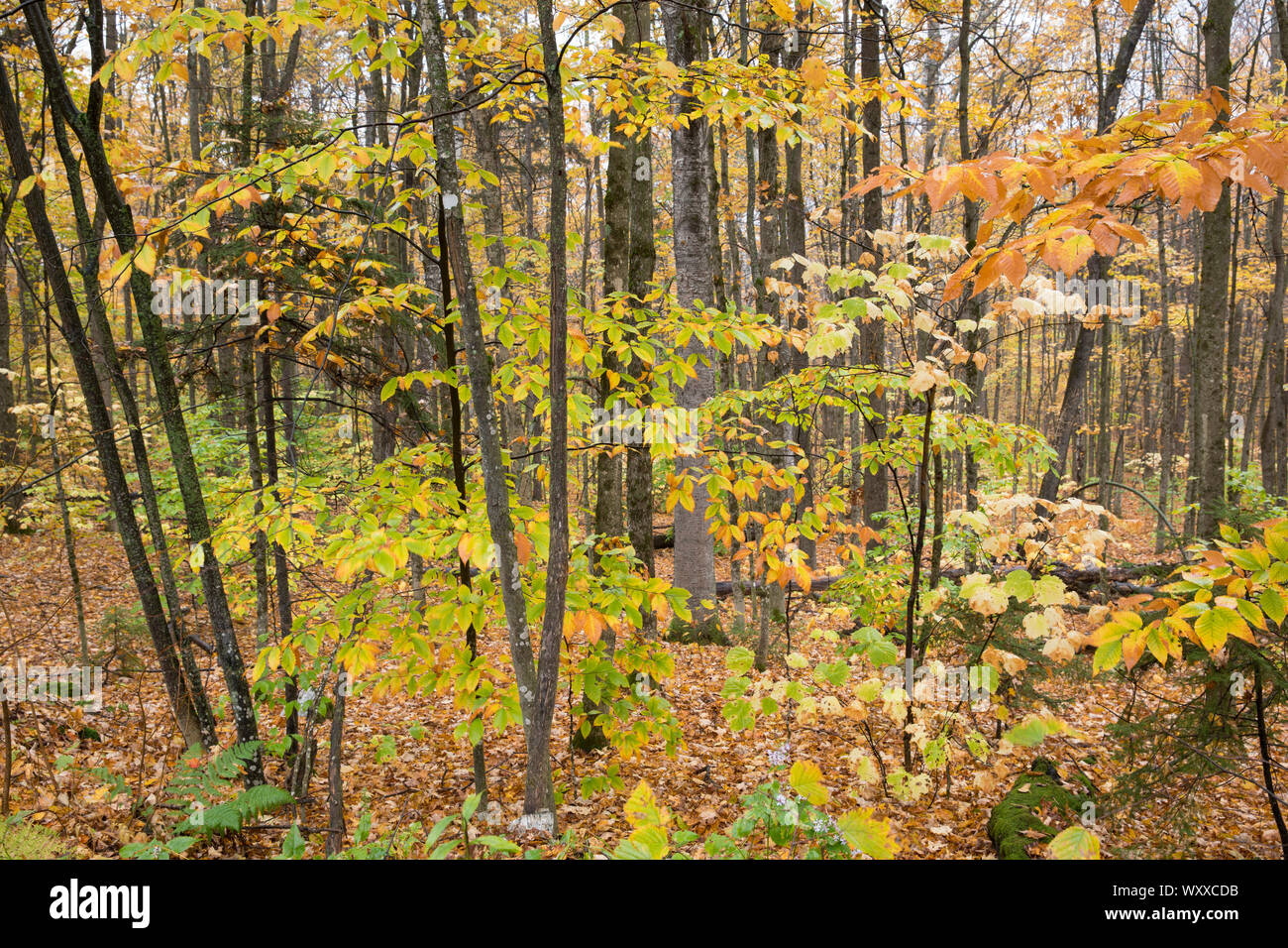 La caduta delle foglie di colori nel Vermont, New England, STATI UNITI D'AMERICA Foto Stock