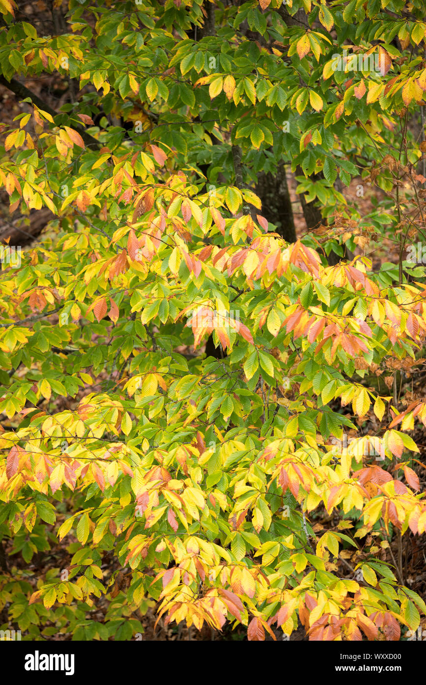 La caduta delle foglie di colori di acero vicino a Woodstock in Vermont, New England, STATI UNITI D'AMERICA Foto Stock